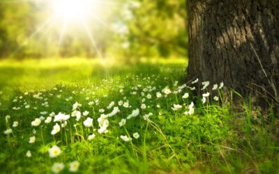 Hladík: Při údržbě zeleně je nejdůležitější přizpůsobit se klimatickým podmínkám